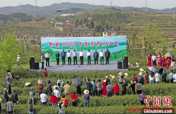 河南新县：春茶开导正那时